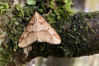 Erannis defoliaria