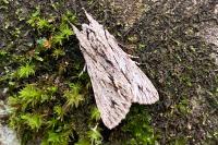 Asteroscopus sphinx