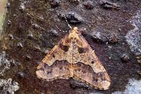 Erannis defoliaria