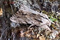 Asteroscopus sphinx