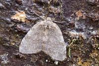 Epirrita dilutata