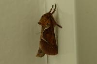 Triodia sylvina