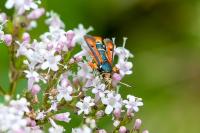 Pyropteron chrysidiforme