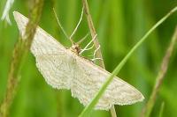 Idaea macilentaria
