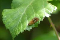 Olethreutes arcuella