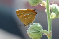 Thecla betulae