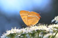 Thecla betulae