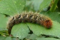 Lasiocampa quercus