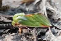 Pseudoips prasinanus