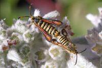 Bembecia ichneumoniformis