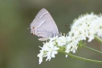 Quercusia quercus