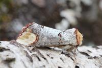Phalera bucephala