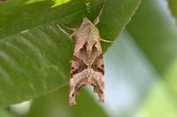 Phlogophora meticulosa