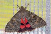 Catocala elocata