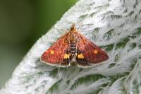 Pyrausta aurata
