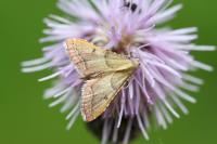 Endotricha flammealis