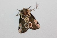 Thyatira batis