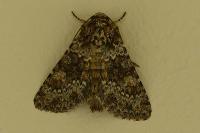 Hecatera dysodea