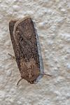Agrotis segetum