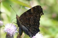 Aglais io