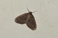 Operophtera brumata