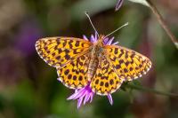 Boloria dia