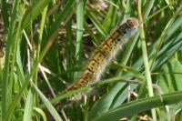 Lasiocampa trifolii