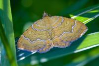 Camptogramma bilineata