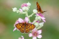 Melitaea athalia
