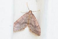 Operophtera brumata
