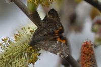 Boudinotiana touranginii