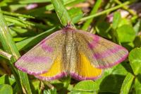 Lythria purpuraria