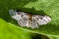 Idaea rusticata