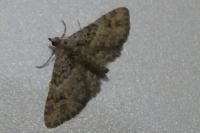 Gymnoscelis rufifasciata