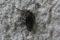 Operophtera