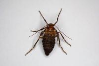 Operophtera