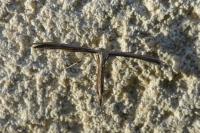 Emmelina monodactyla