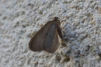 Operophtera brumata