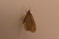 Operophtera brumata