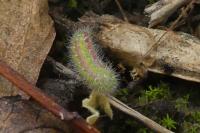 Cacyreus marshalli