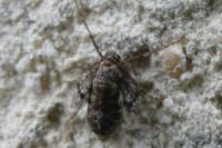Operophtera