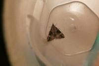 Hypena obsitalis