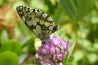 Melanargia galathea