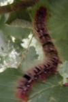 Lasiocampa quercus