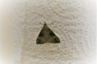 Hypena obsitalis