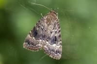 Amphipyra pyramidea