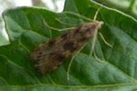 Nomophila noctuella
