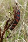 Zygaena filipendulae