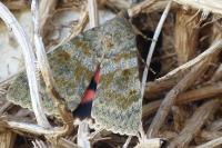 Catocala nupta