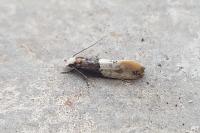 Trichophaga tapetzella